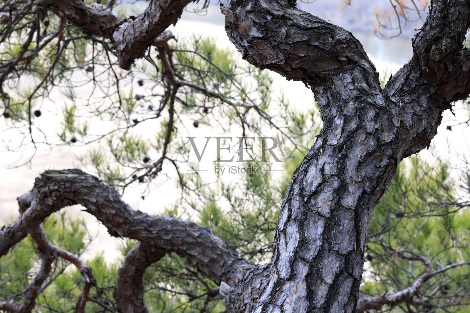 松树照片摄影图片