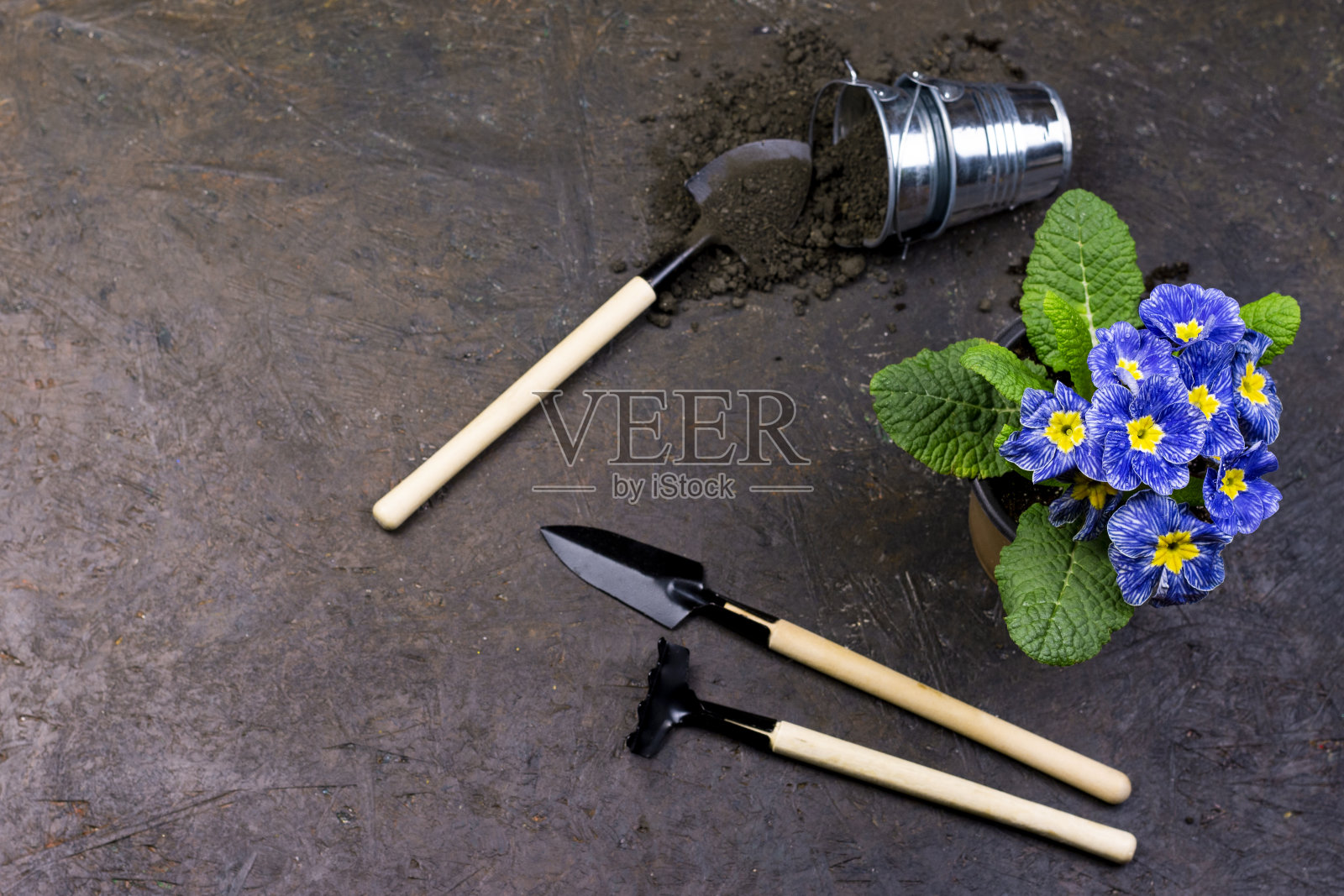 春园艺。照片摄影图片