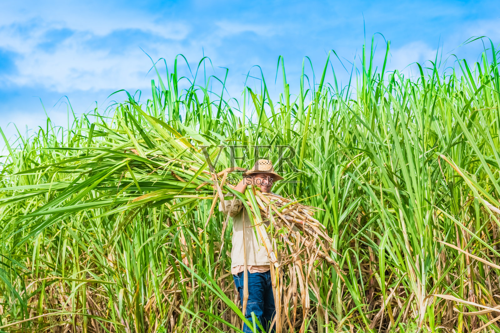 古巴圣克拉拉：甘蔗收获季的田地农民照片摄影图片