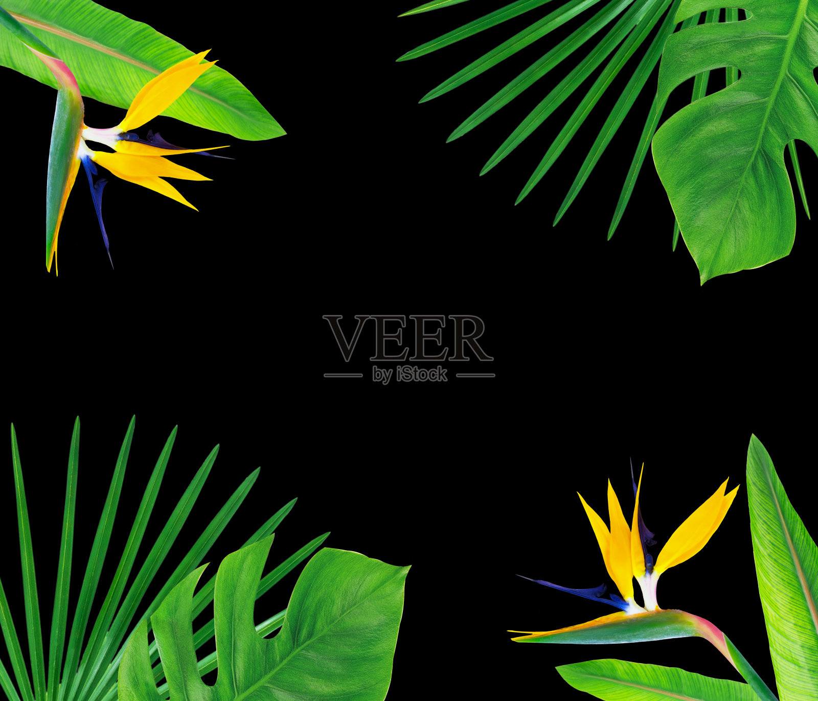 热带的叶子和花孤立在白色上。照片摄影图片