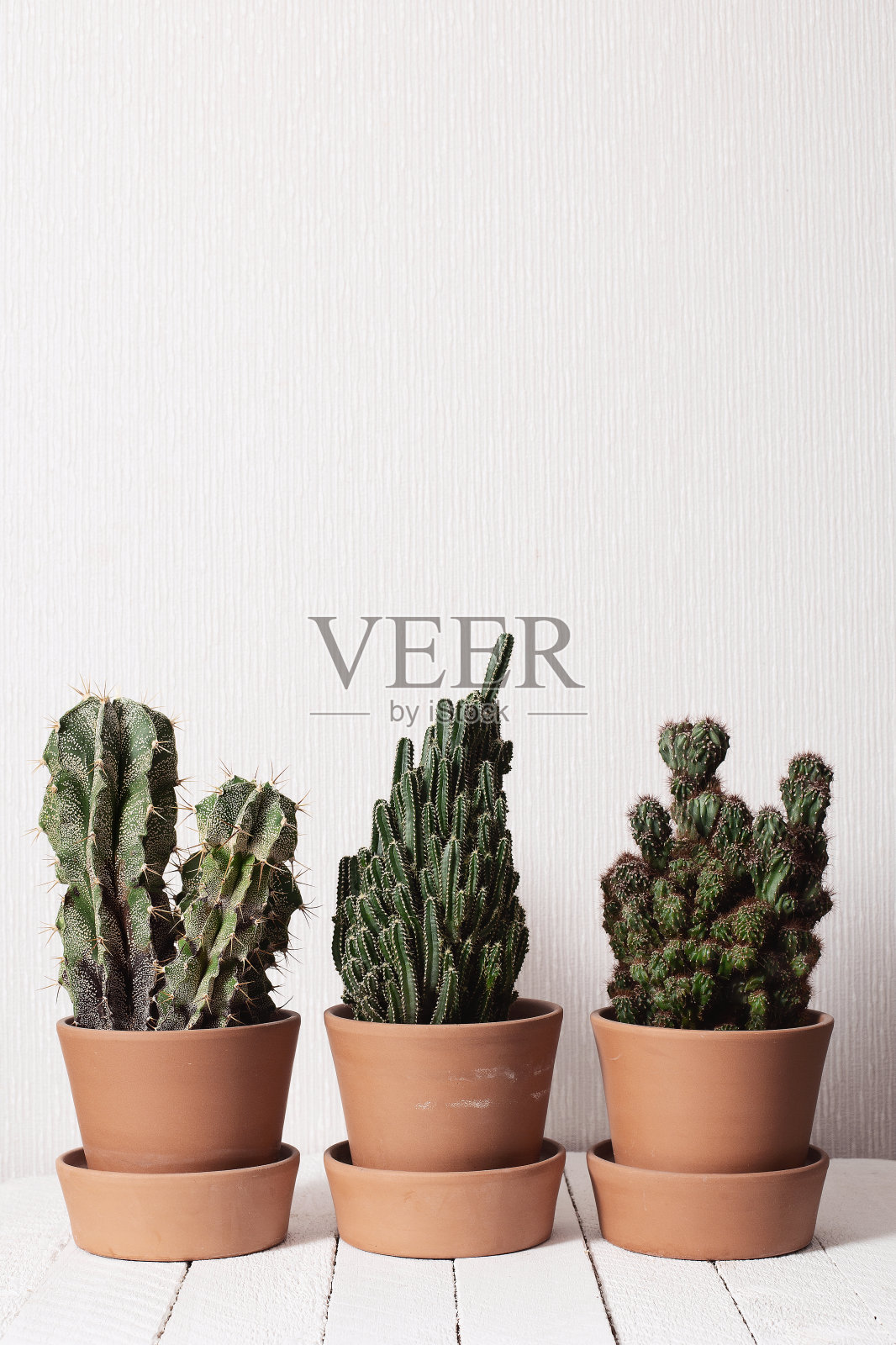 白墙背景上的仙人掌。照片摄影图片