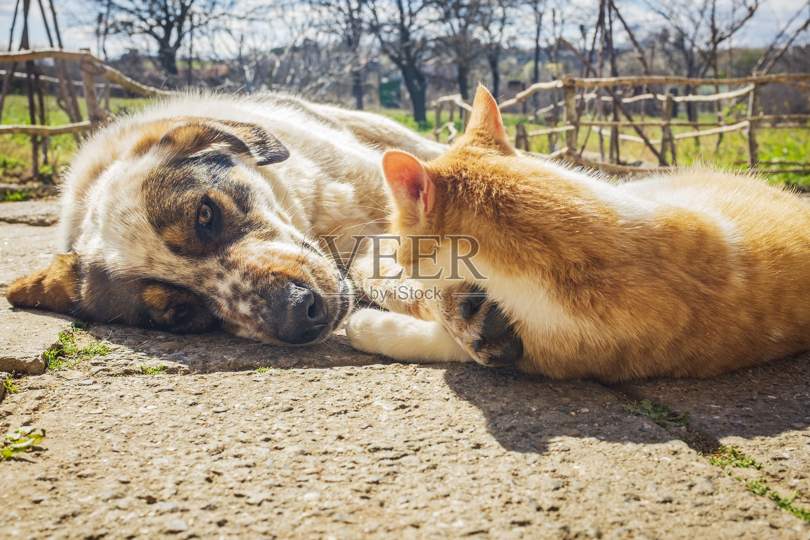 狗和小猫一起在院子里玩。照片摄影图片
