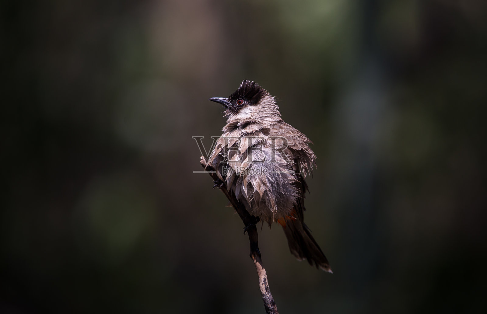 灰头鹎(pyconotus aurigaster)以艺术的方式拍摄鸟类。照片摄影图片