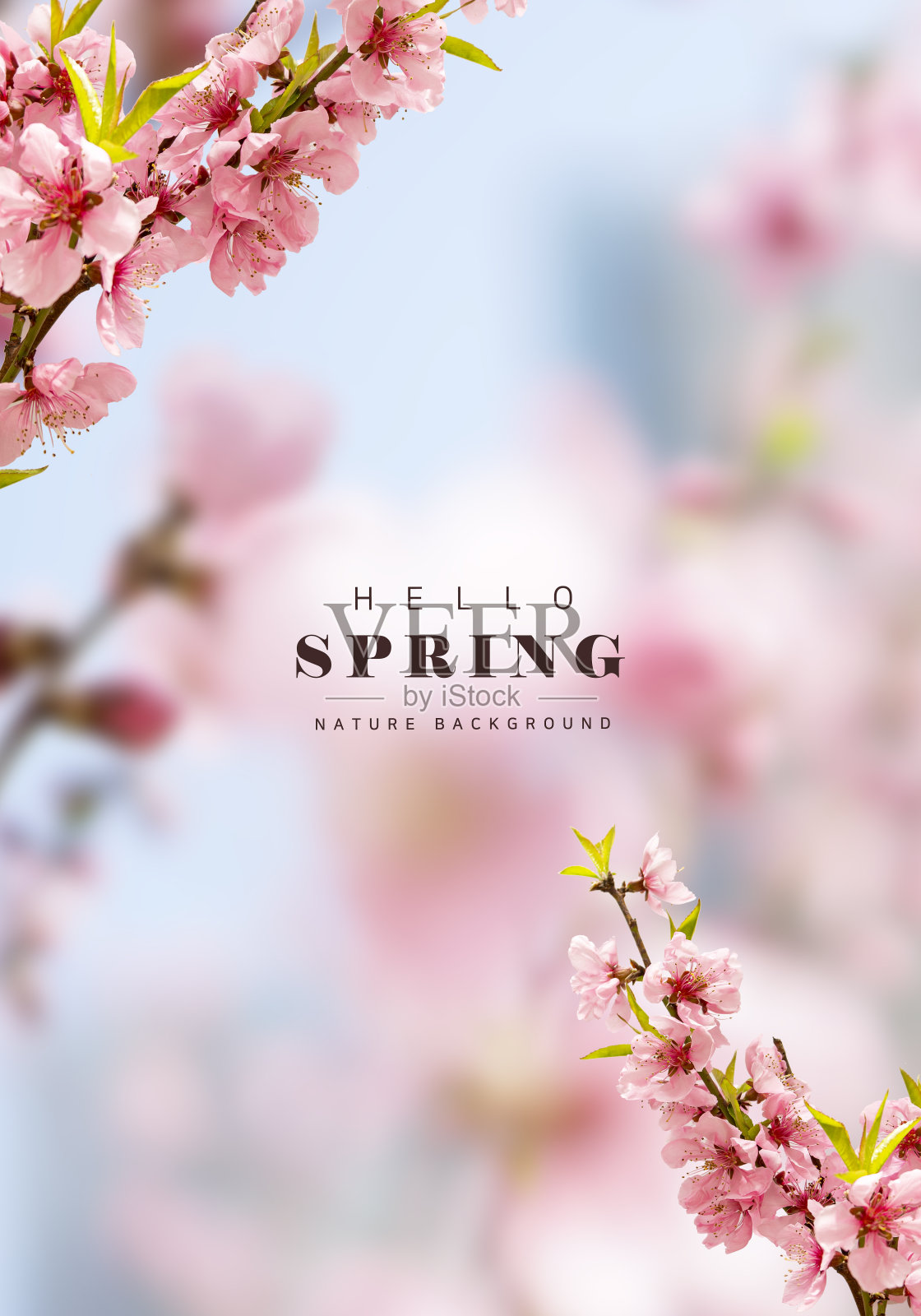 春天的花朵照片摄影图片