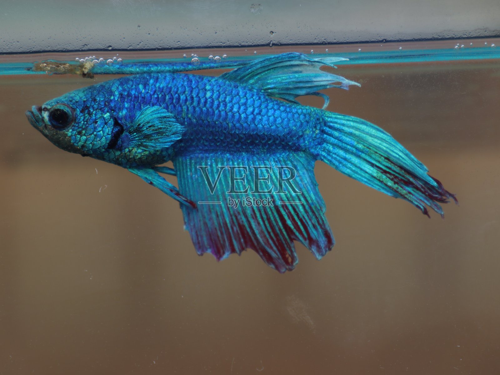 绿松石和蓝暹罗战斗鱼在一个家庭水族馆贝塔鱼照片摄影图片
