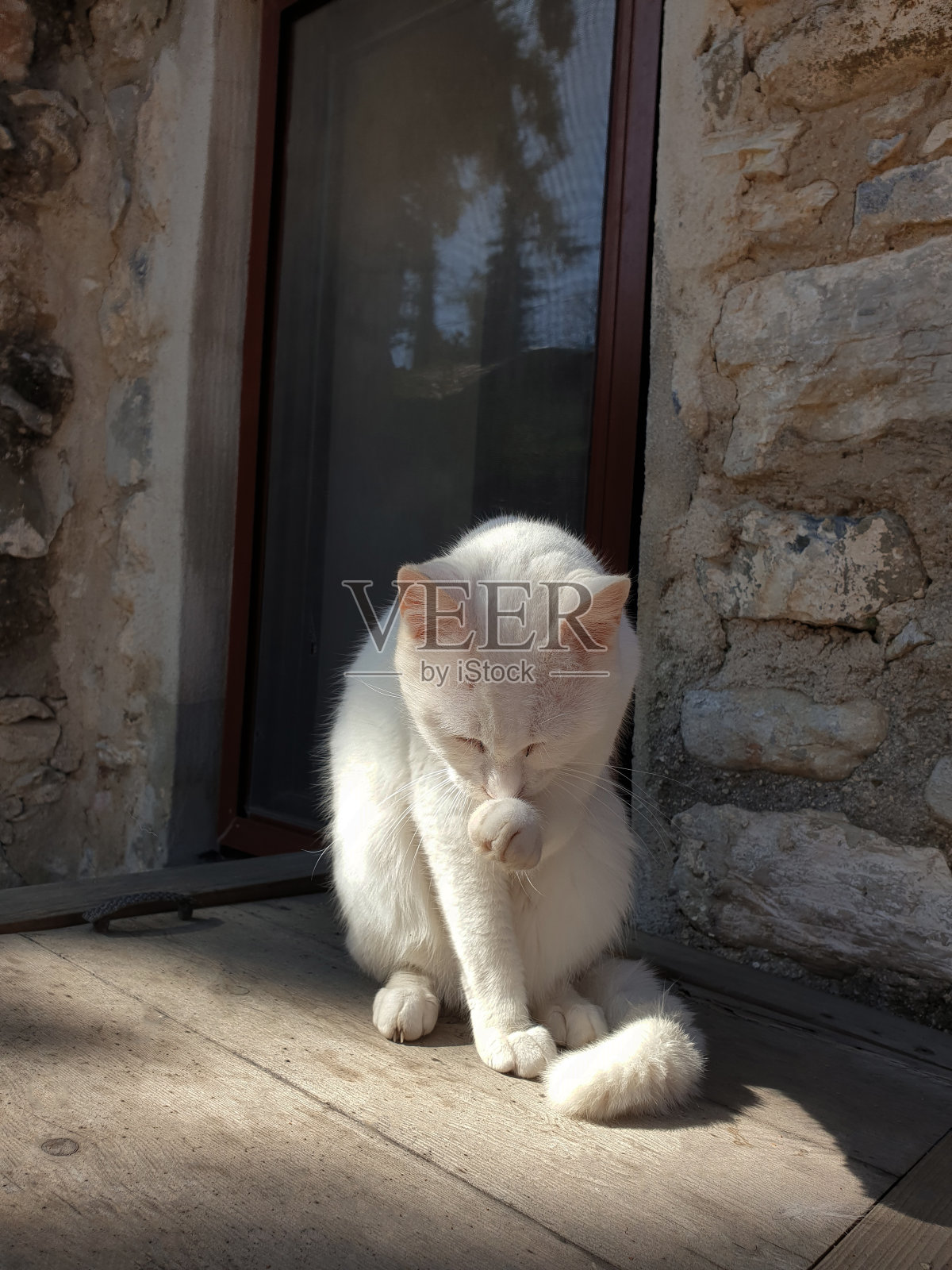 这只美丽的白猫闭着眼睛躺在那里，清洁着自己的羽毛。它的羽毛在阳光下闪闪发光。照片摄影图片