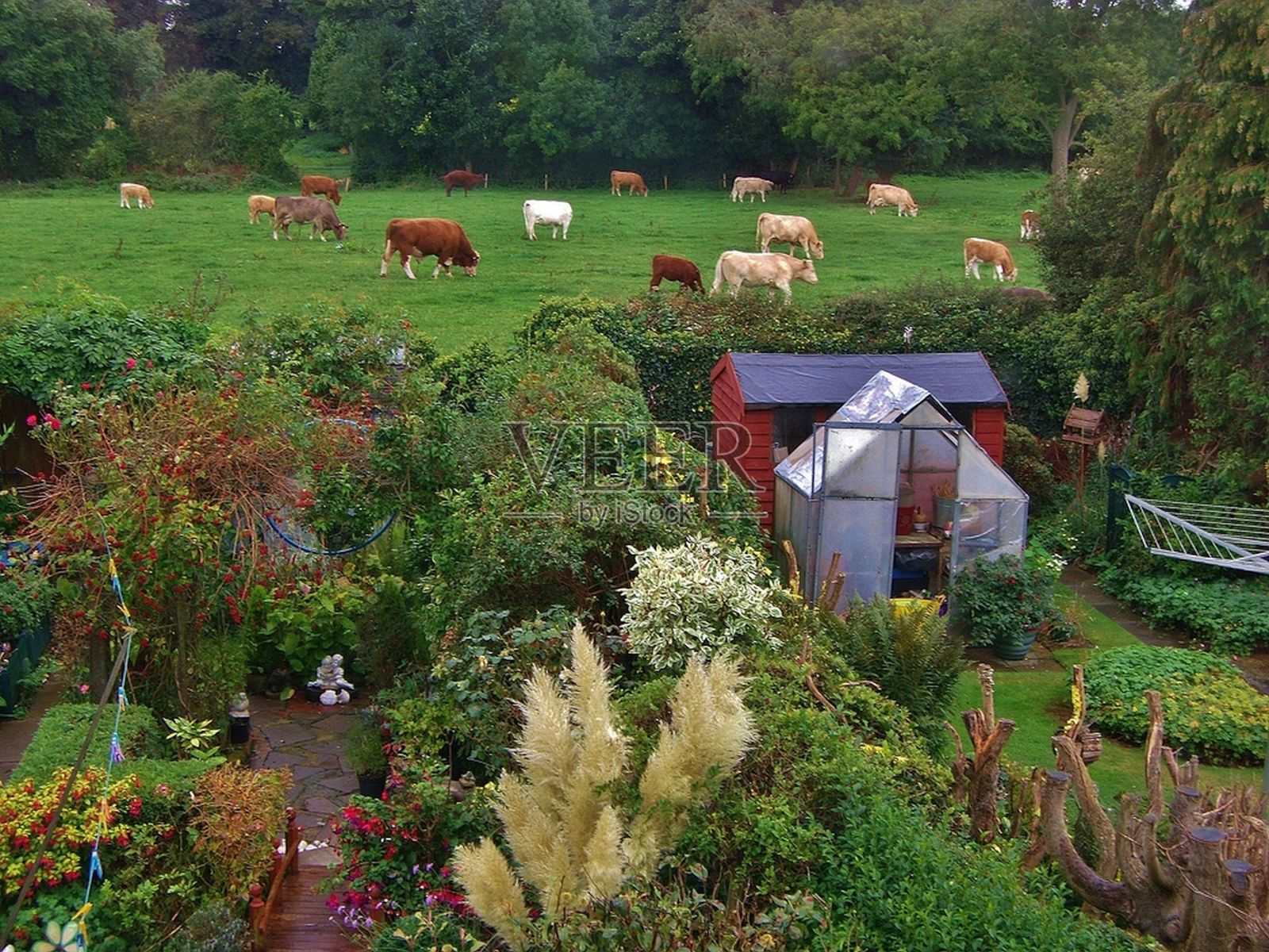 牛和花园照片摄影图片