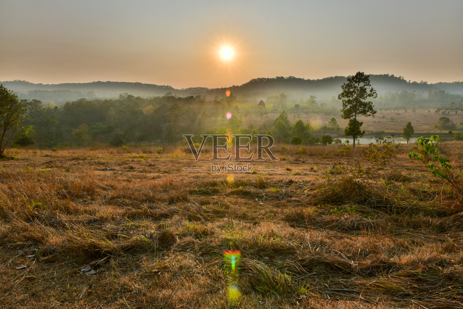 日落在森林景观与天然绿树。森林。美丽的风景。照片摄影图片