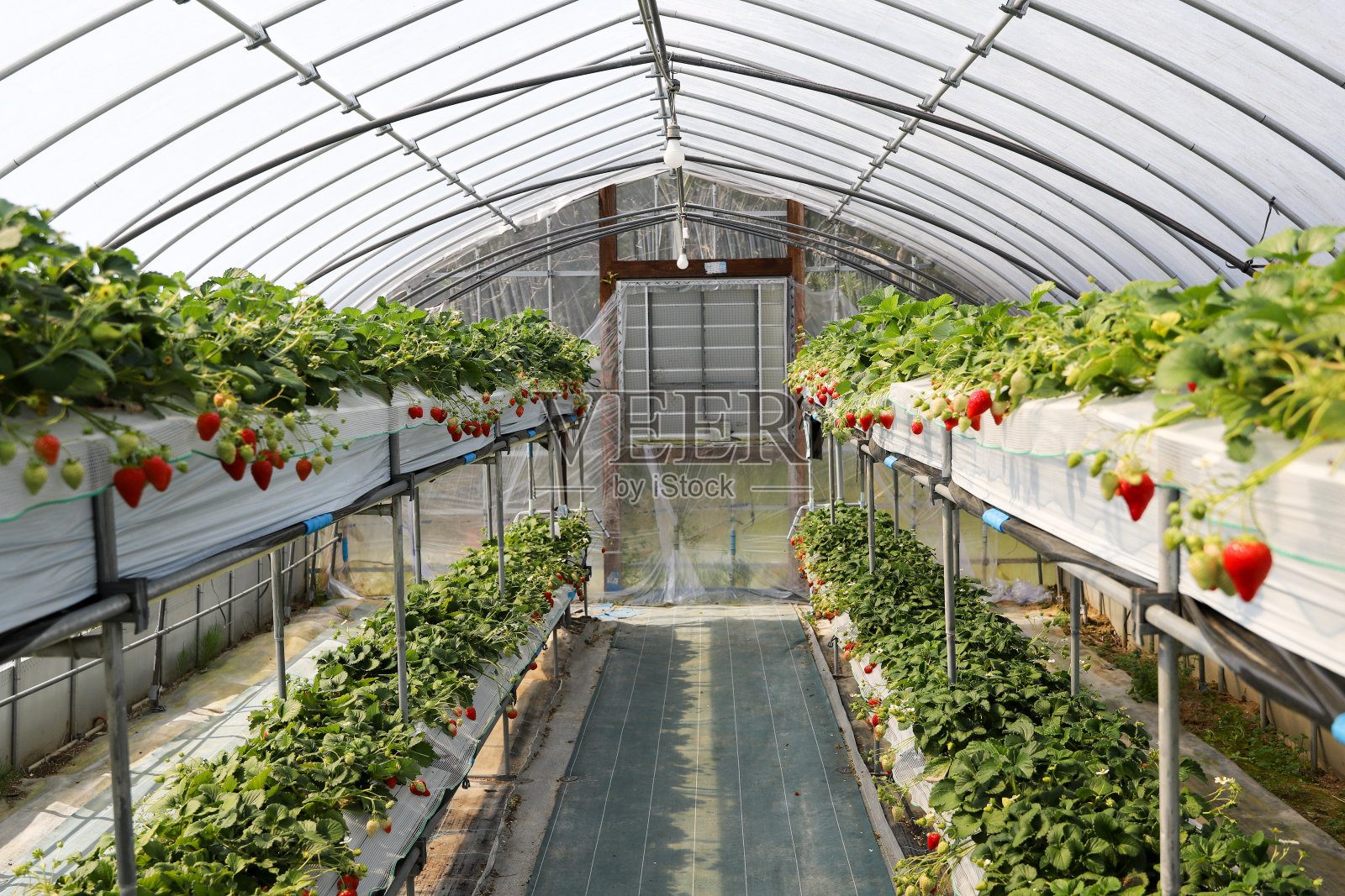 日本千叶三木市温室种植的草莓照片摄影图片