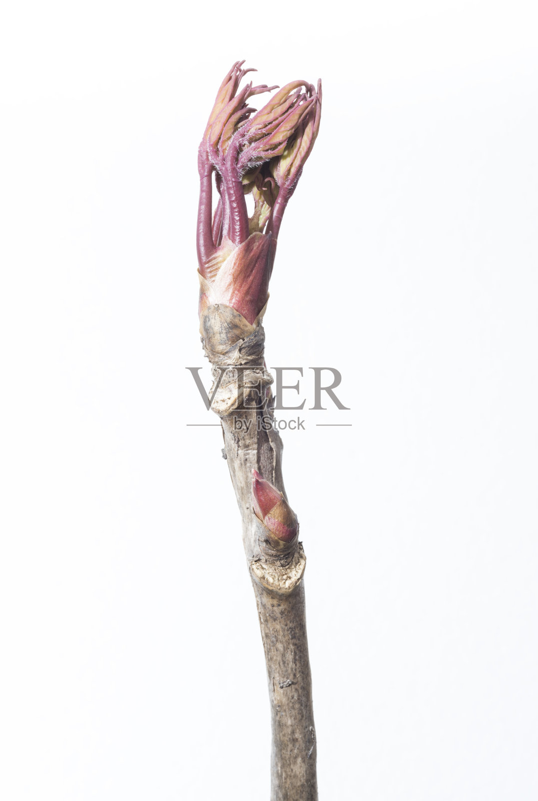 白芍孤立花芽，白色照片摄影图片