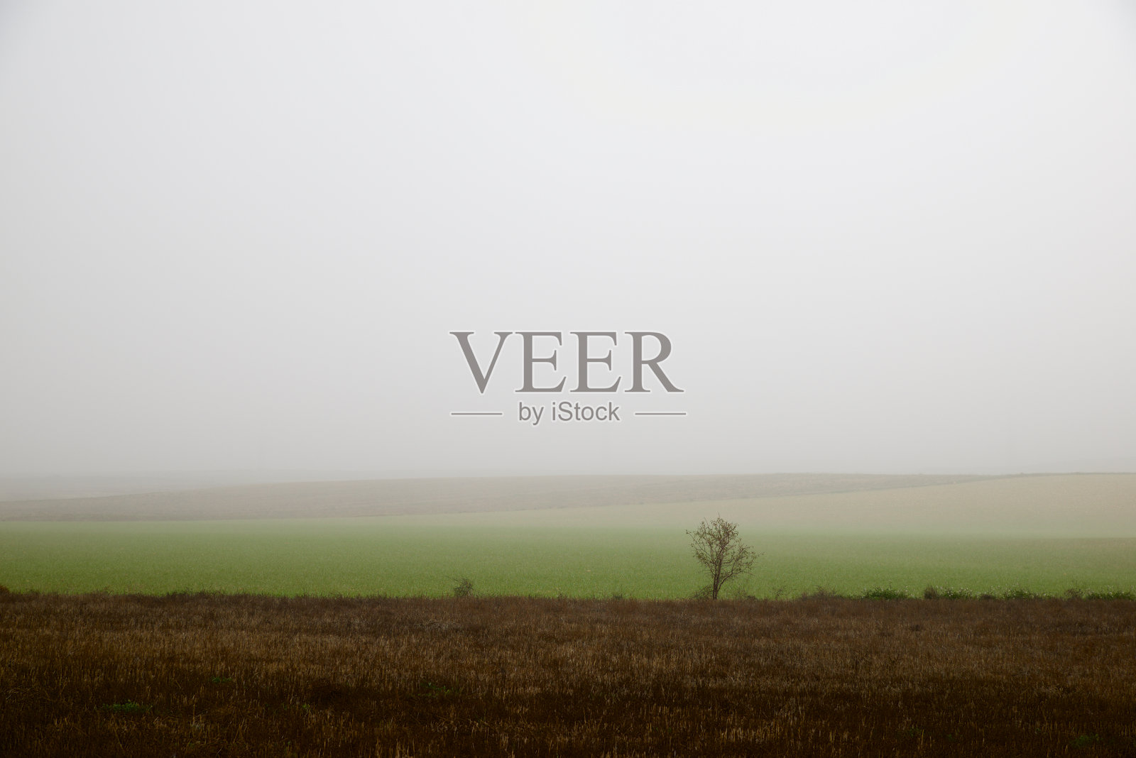 雾中无叶的树照片摄影图片