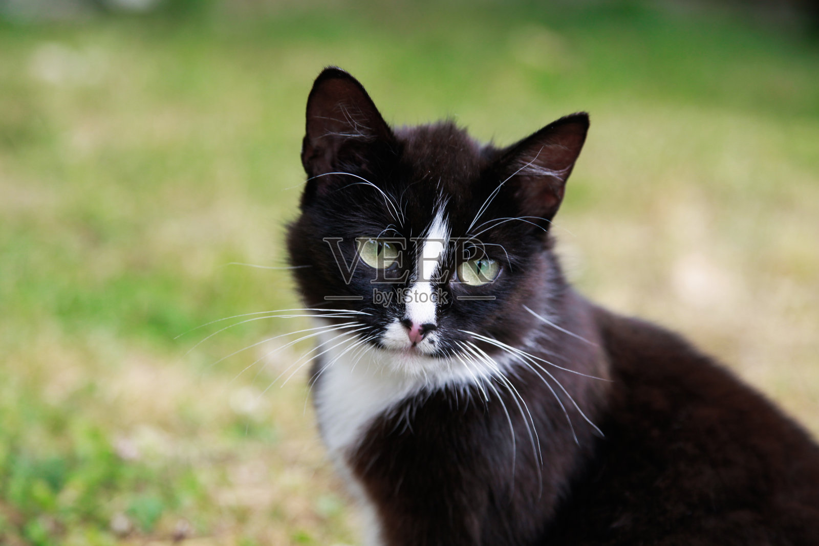 一只猫坐在后院的特写照片摄影图片