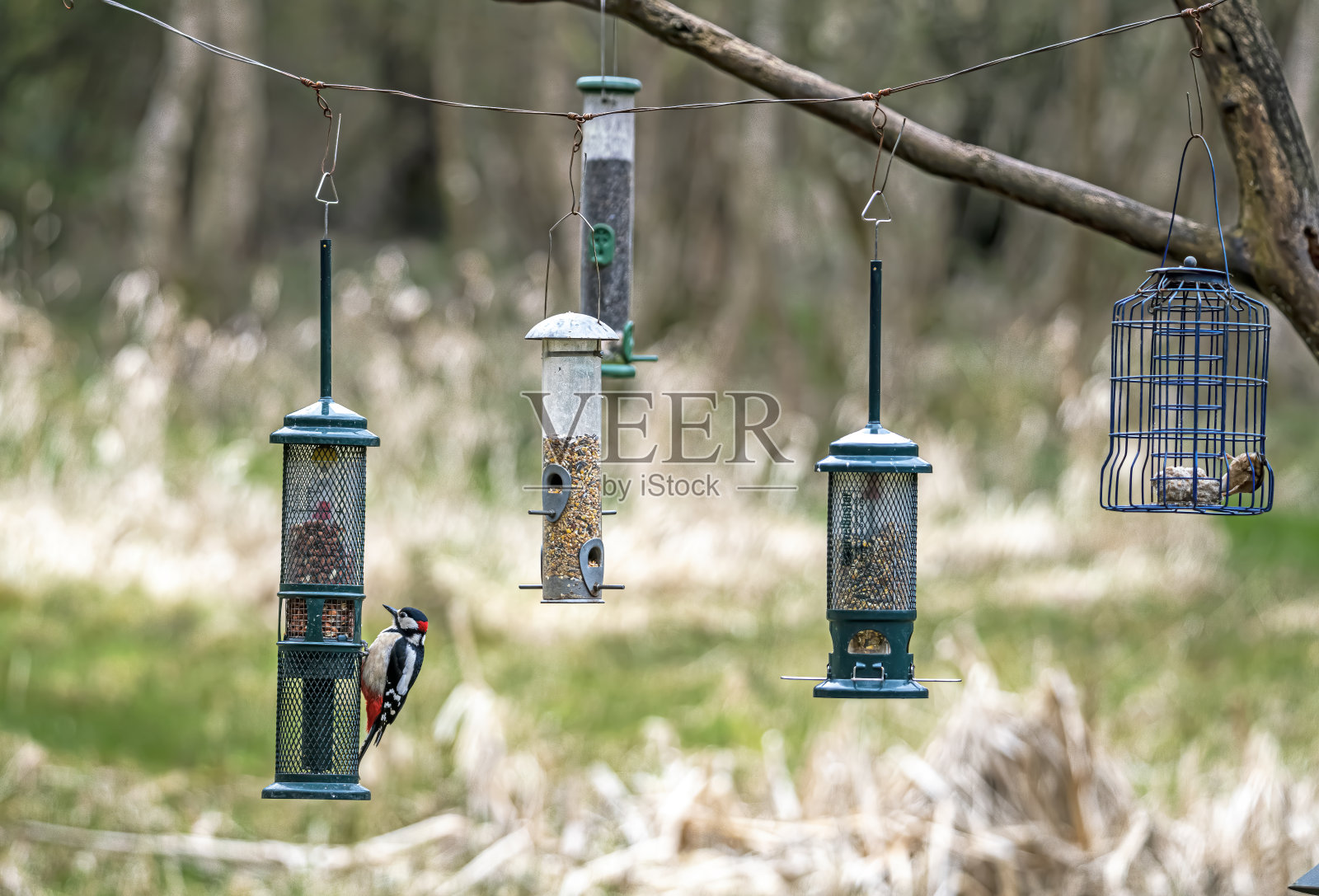 喂鸟器上的大斑点啄木鸟照片摄影图片