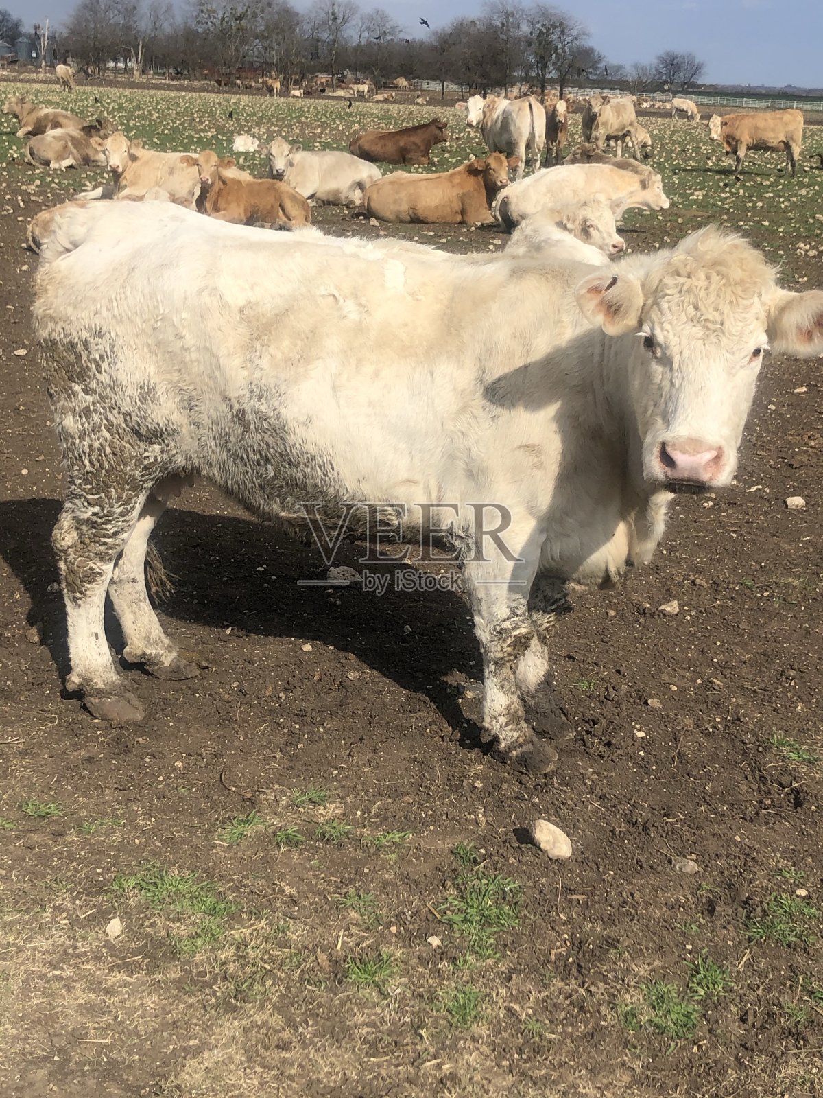 奶牛站在田野上的肖像照片摄影图片