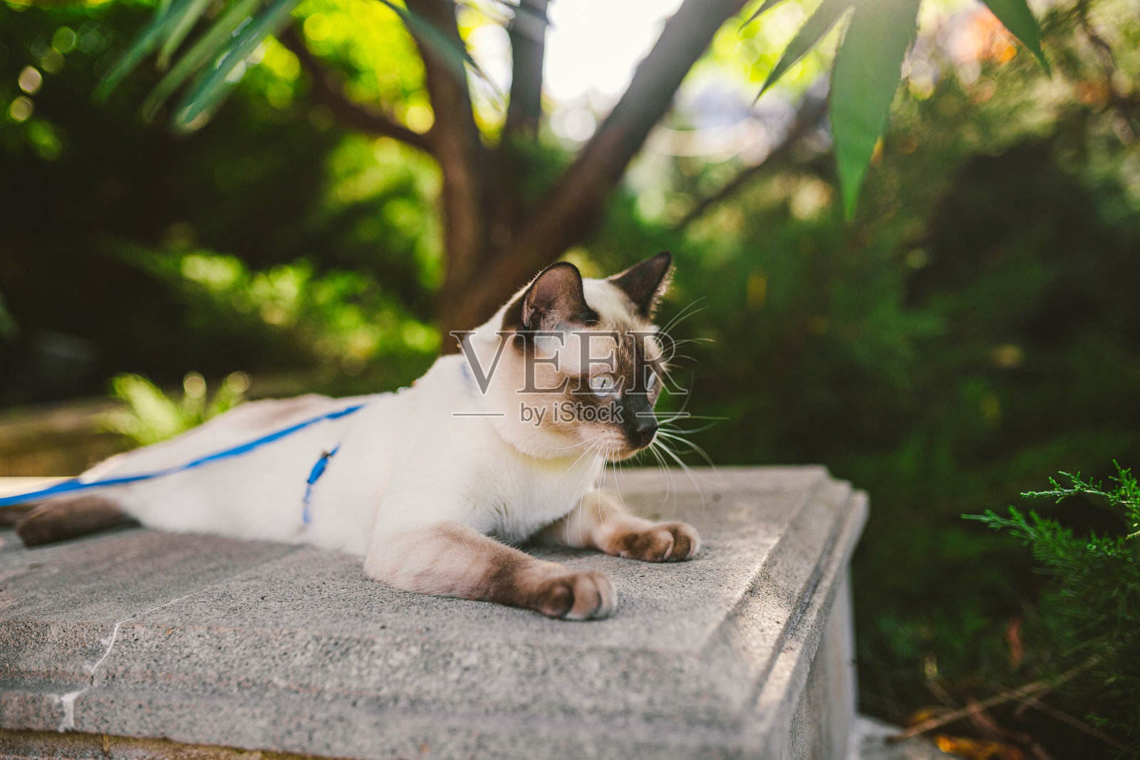 花园里用皮带拴着的家猫。蓝眼睛雄性猫品种湄公河短尾。美丽的品种猫Mekongsky短尾。用皮带牵着宠物。猫在后院牵着一条蓝色的皮带散步照片摄影图片