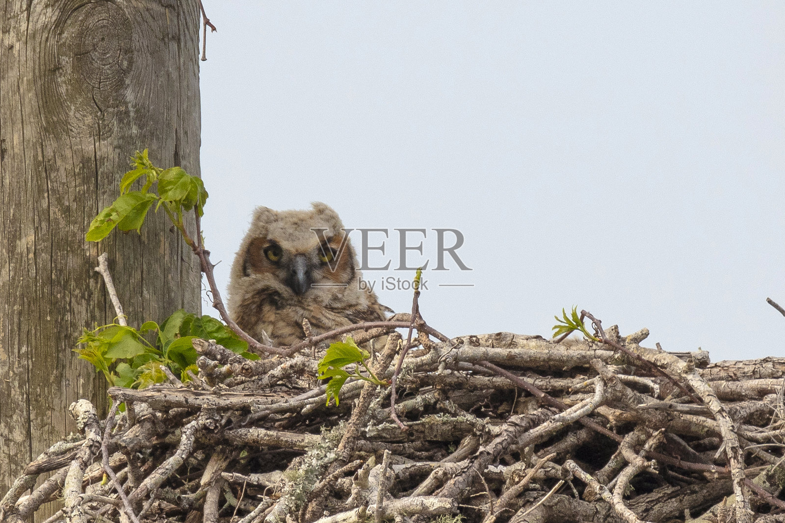 大角鸮照片摄影图片