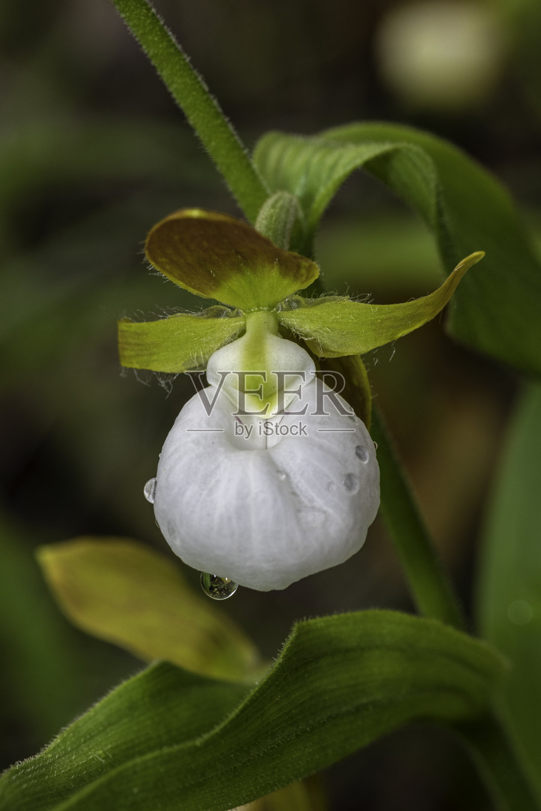 加州杓兰，加利福尼亚女士拖鞋，是兰花属的一员，女士拖鞋兰花，原产于美国西部。杰迪戴亚史密斯红杉州立公园;照片摄影图片