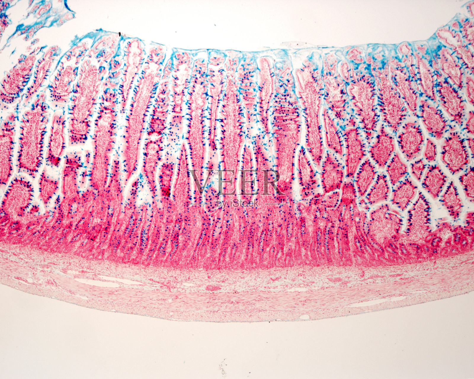 小肠。杯状细胞照片摄影图片