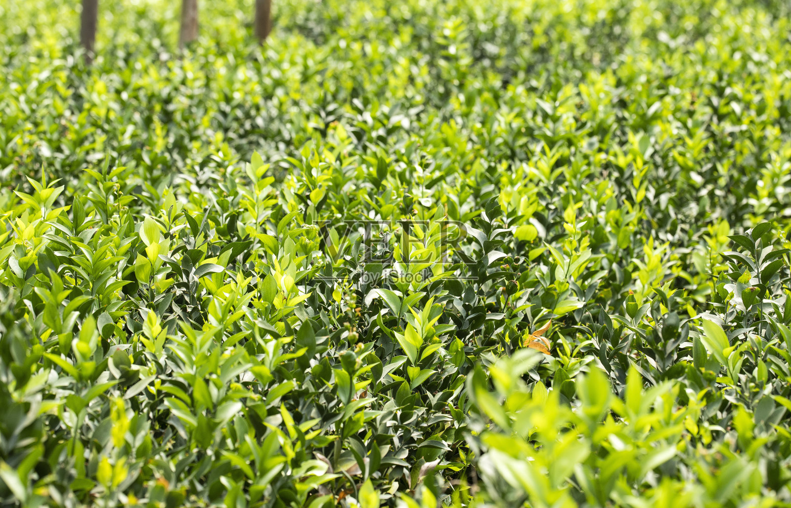 Ruscus，肉铺小摊Ruscus aculeatus，叶面花店照片摄影图片