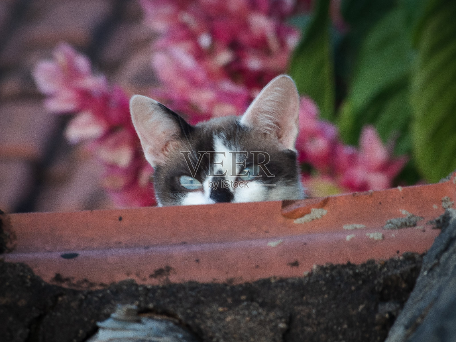 漂亮的蓝眼睛白猫照片摄影图片