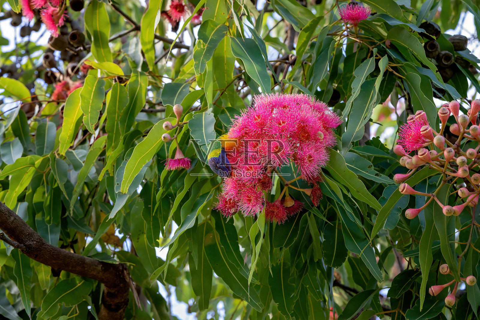 盛开的桉树上的彩虹鹦鹉照片摄影图片