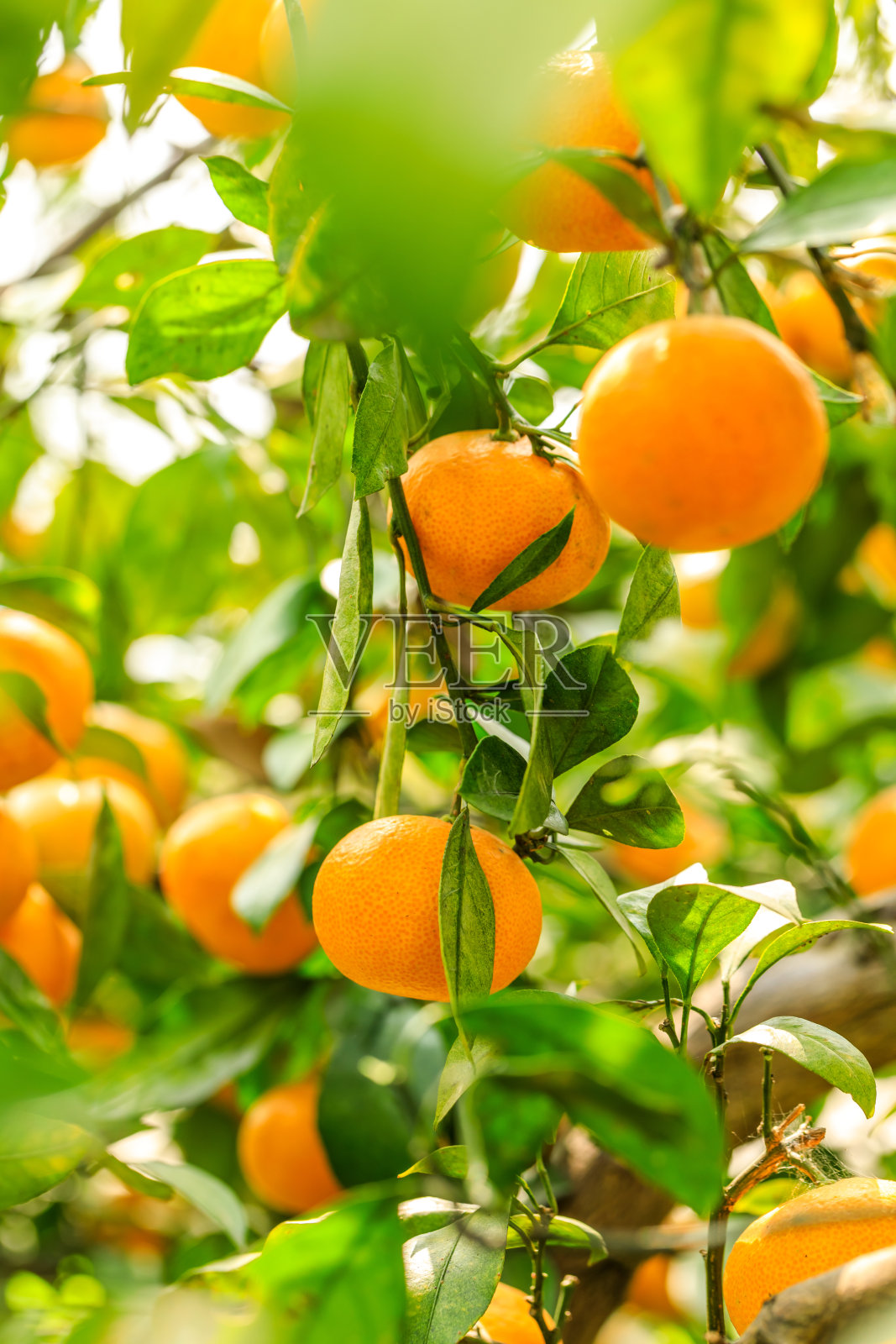 在橘子园里成熟的橘子。照片摄影图片