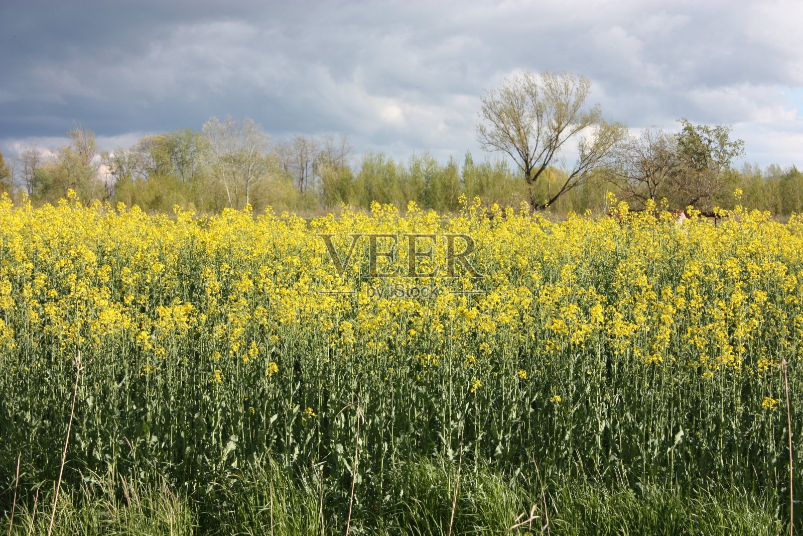 在托斯卡纳，在美丽的铅灰色天空下，一片无边无际的黄花空地照片摄影图片