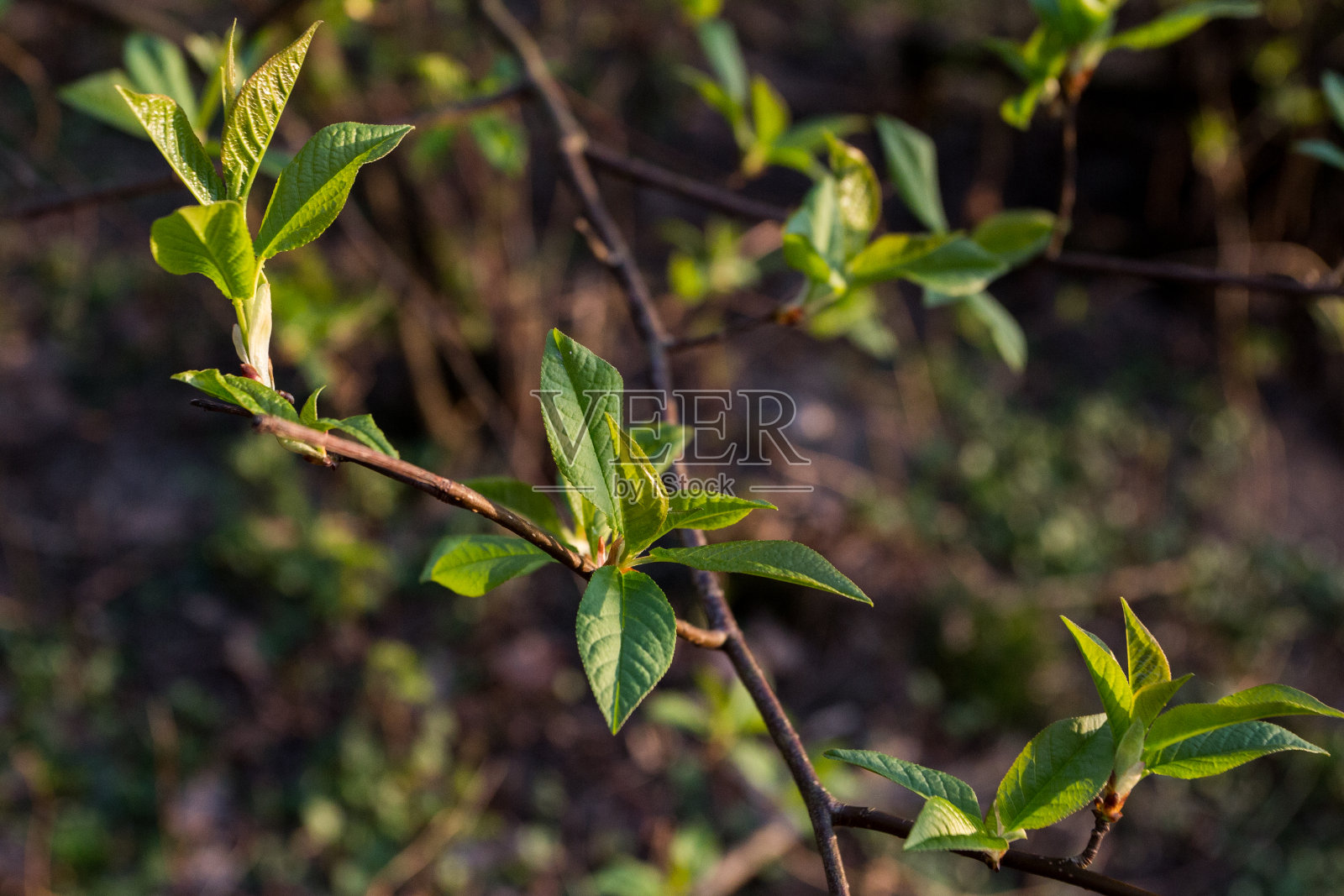 公园早春新叶夕阳余晖照片摄影图片