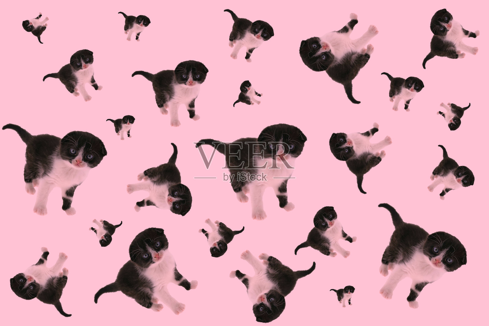 猫的模式。一只黑白相间的小猫在粉红色的背景上。无缝图案与可爱的猫。小凯蒂拼贴。照片摄影图片