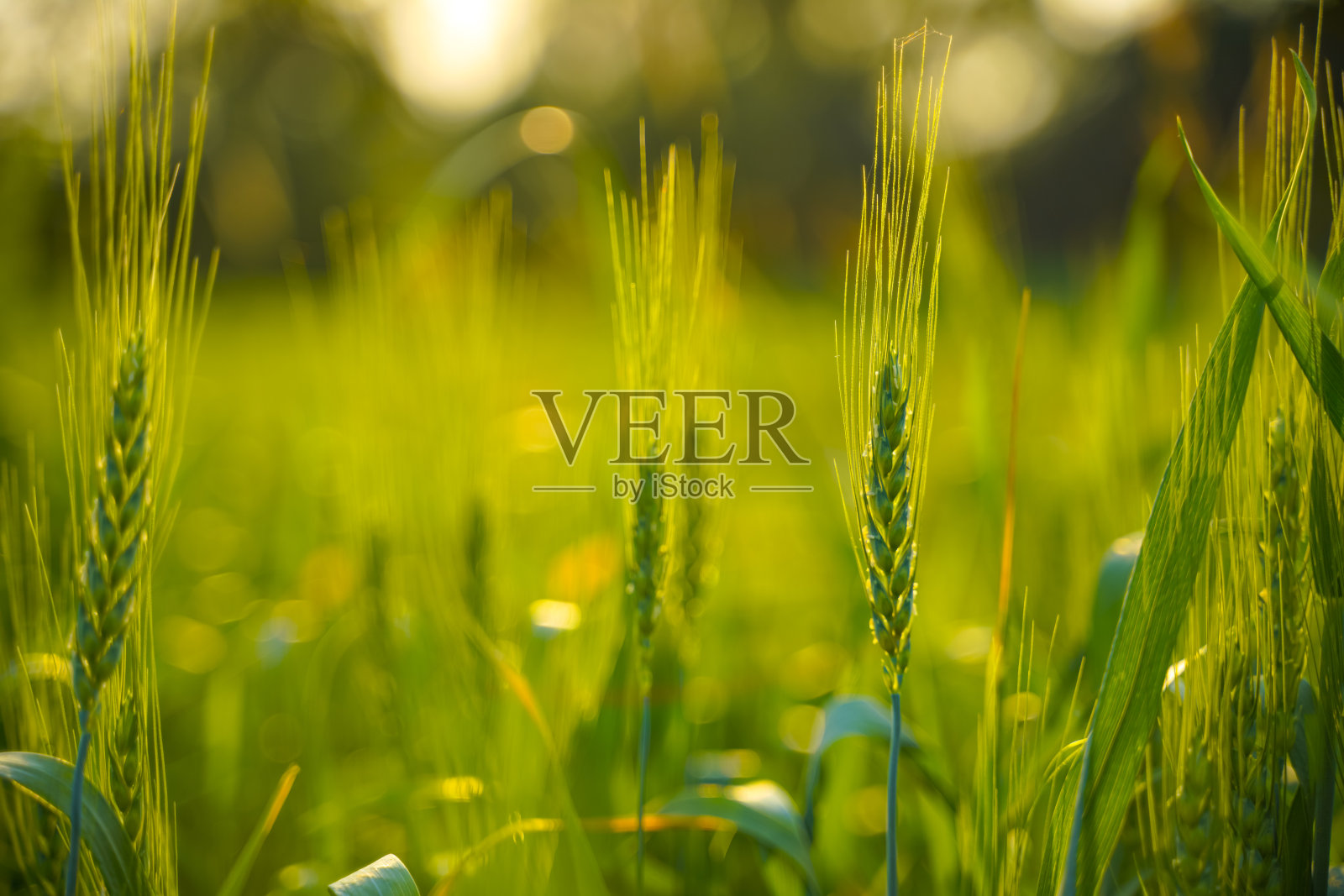 印度绿色麦田的近景照片摄影图片