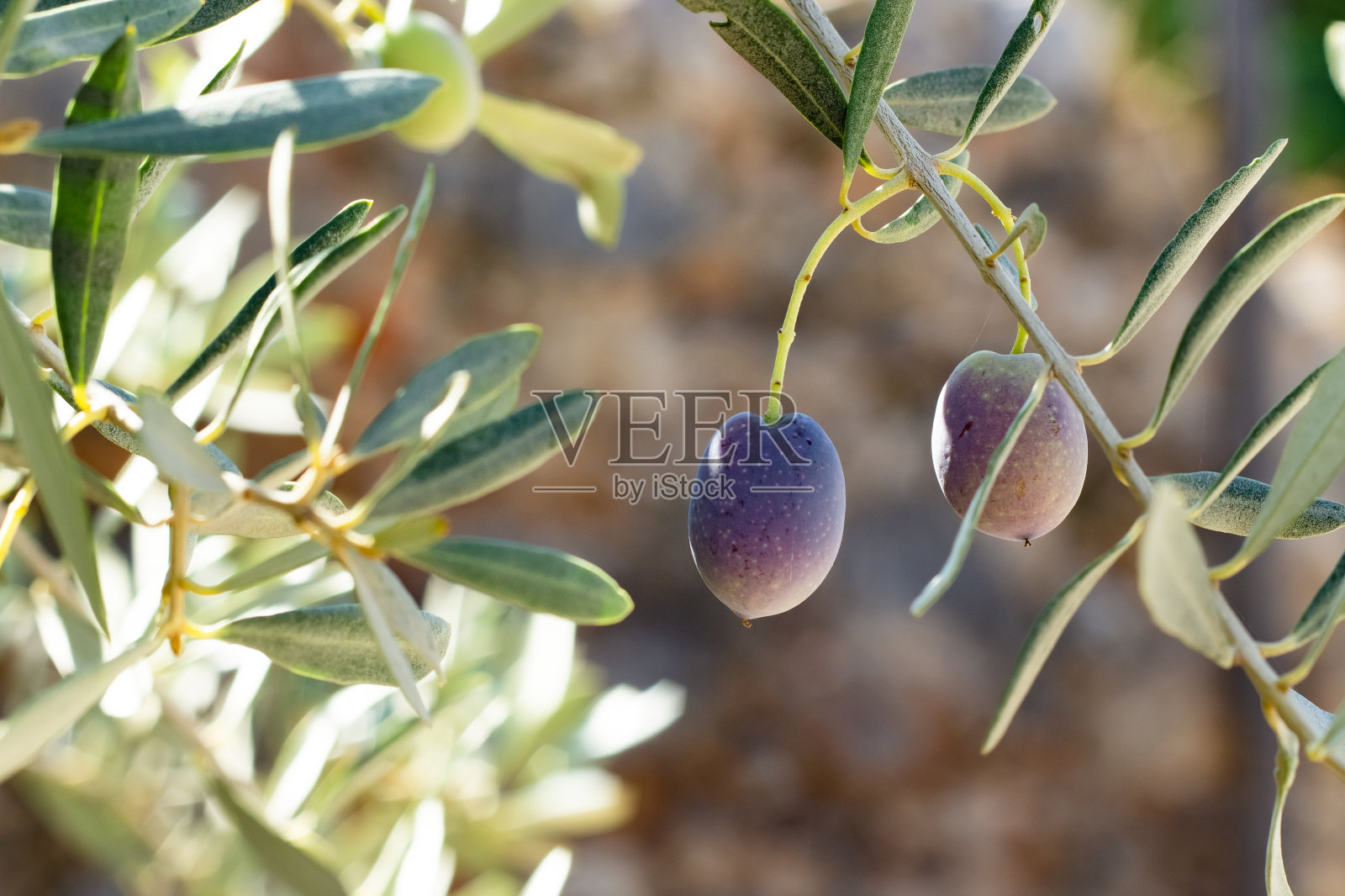 用橄榄枝和选择性的福克斯叶。照片摄影图片