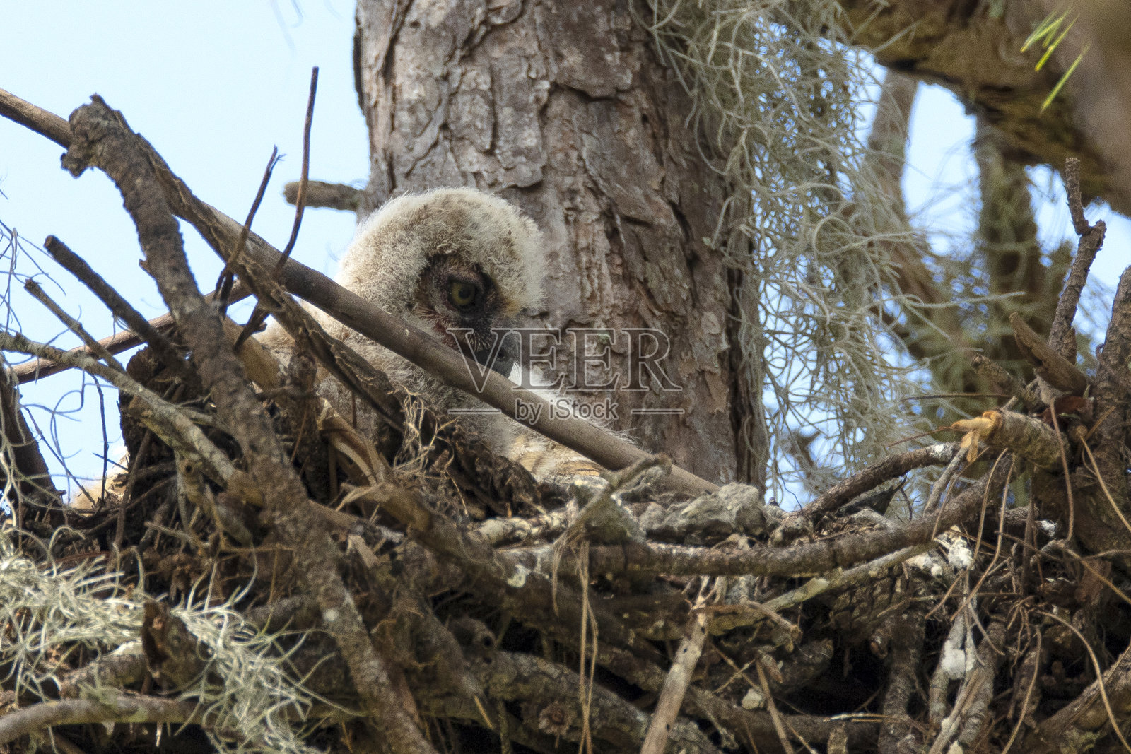 大角鸮照片摄影图片