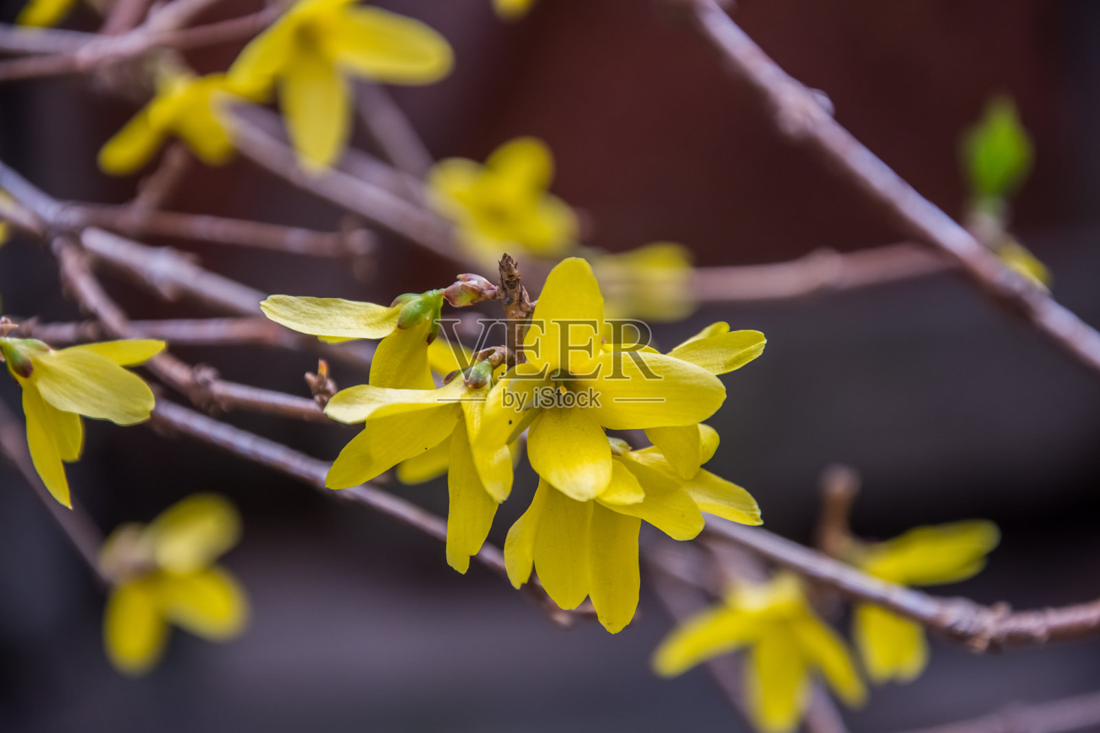 枯枝上开着黄色的春花照片摄影图片