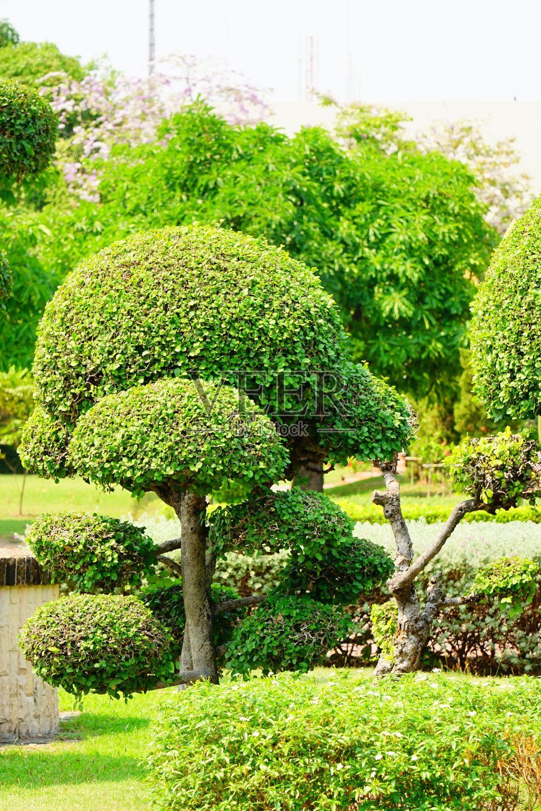 公园里弯曲的takko树照片摄影图片