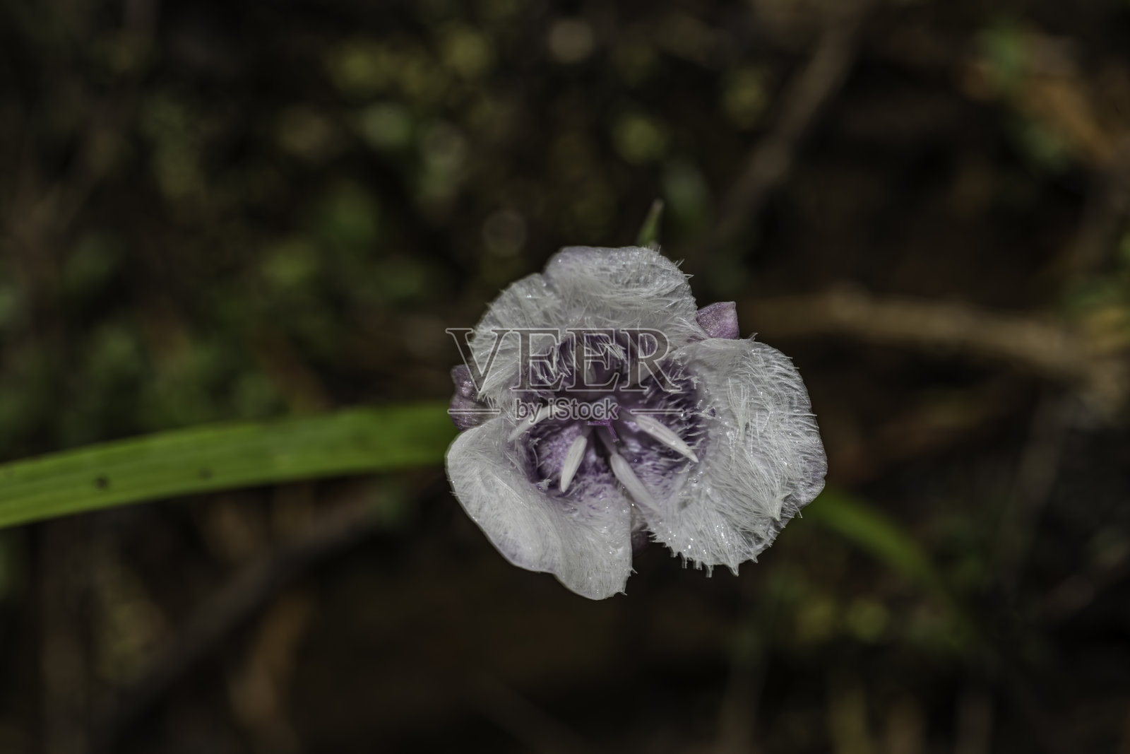Calochortus tolmiiei是北美百合科开花植物的一种，俗称Tolmie's star-tulip和pussy ears。六河国家森林;Del Norte县;克拉马斯语范围;加州;植物区系照片摄影图片