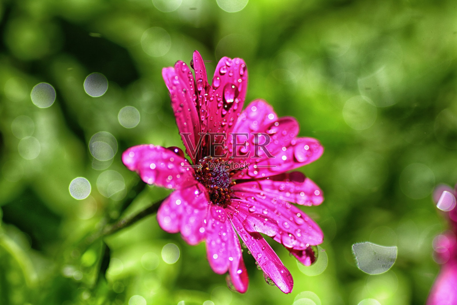 粉红色的菊花照片摄影图片