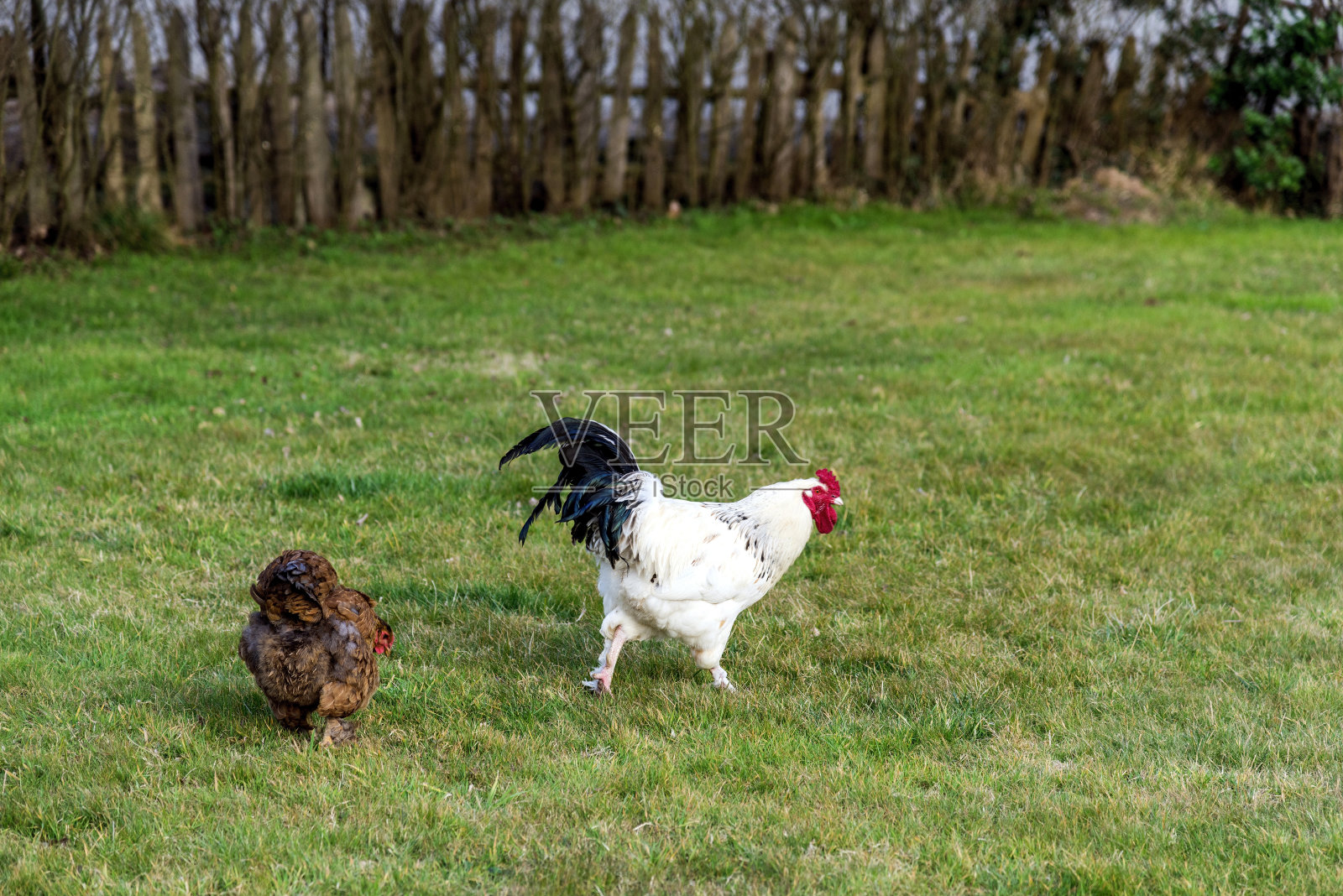 在农场的土壤上放养鸡和公鸡照片摄影图片