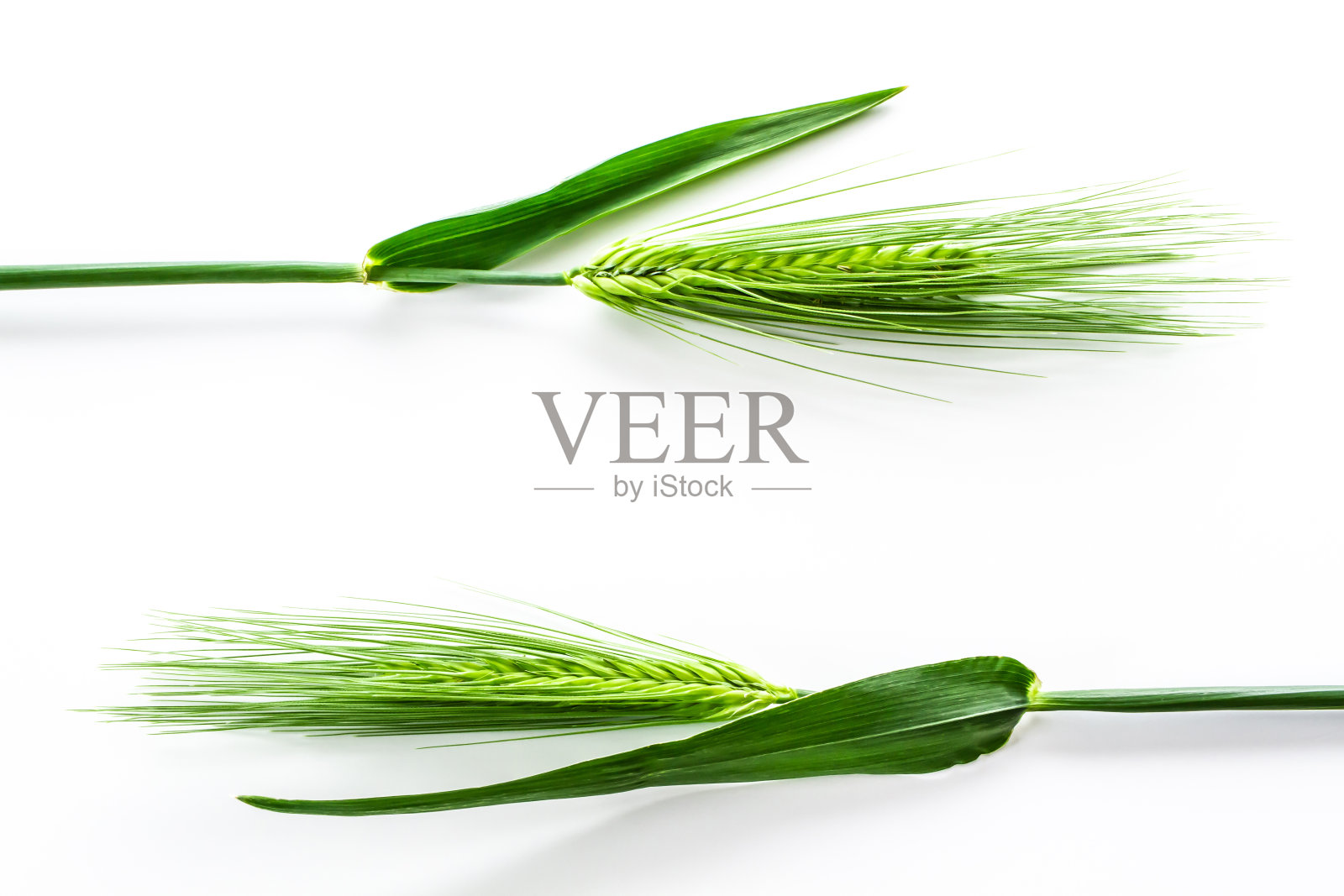 绿色的小麦照片摄影图片