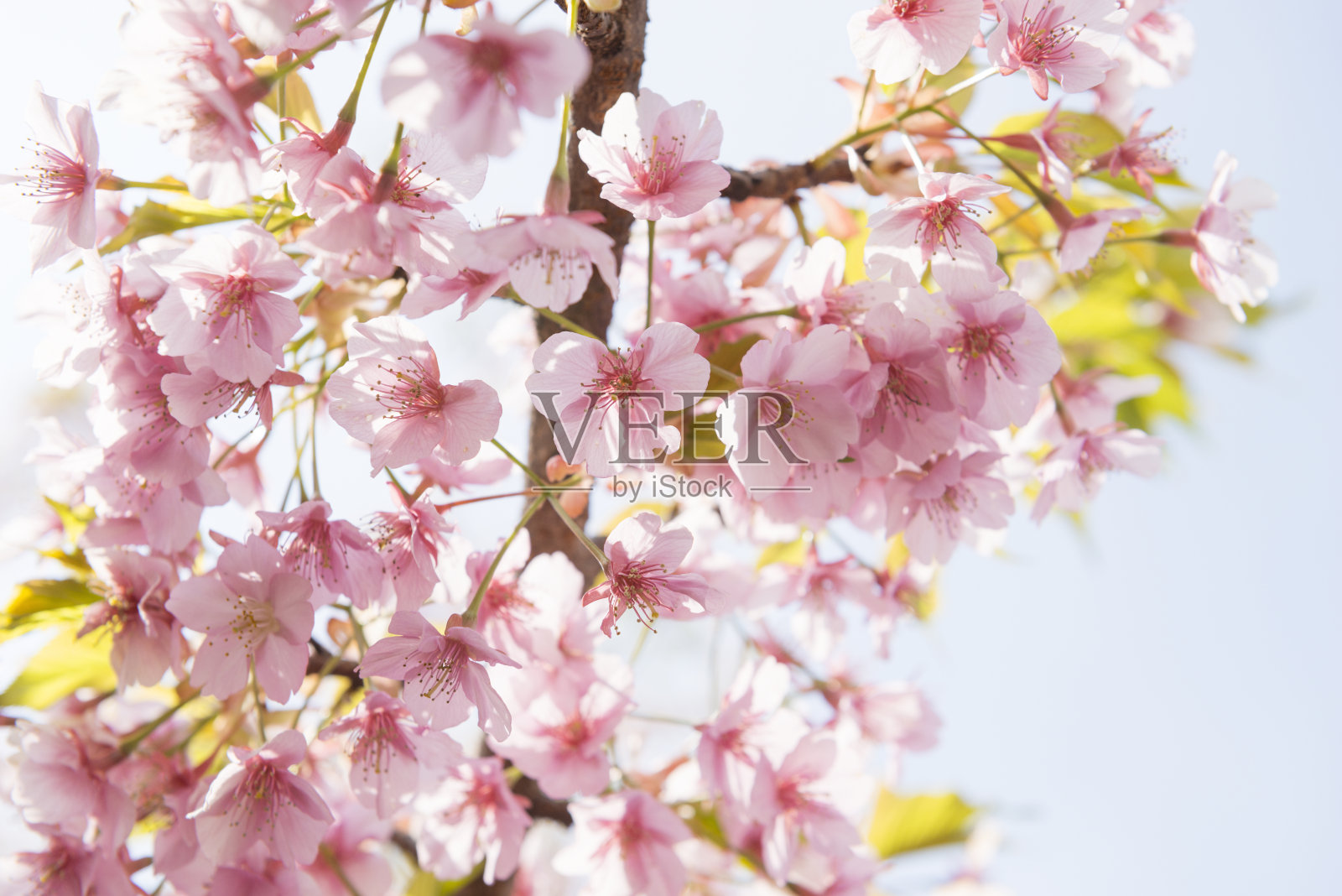 樱花照片摄影图片