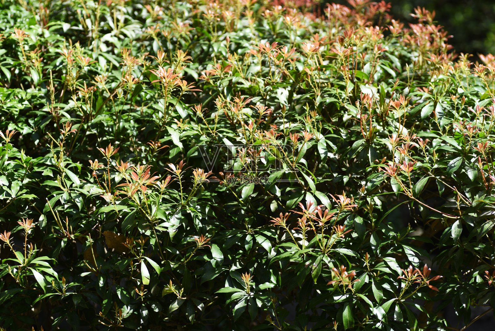 日本仙女座菌株(Pieris japonica)芽照片摄影图片