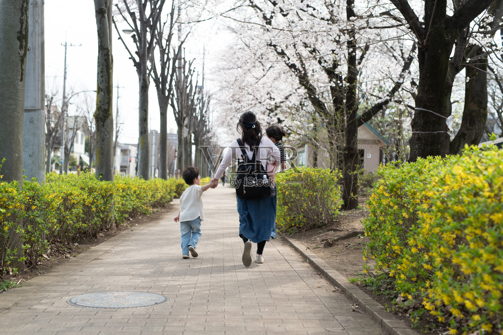 后视图的母亲和两个孩子走在樱花街照片摄影图片