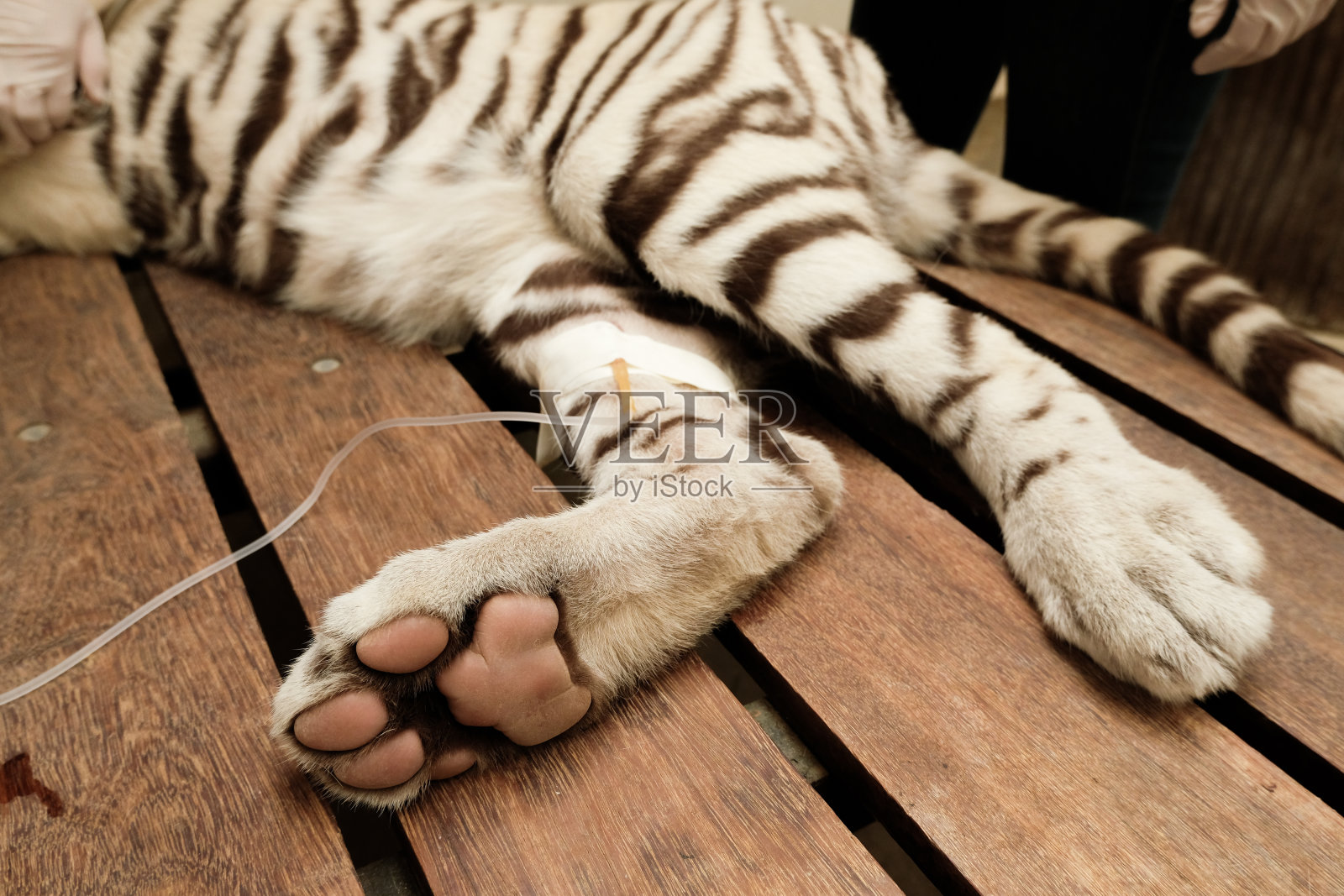 每年采集老虎的血液样本照片摄影图片