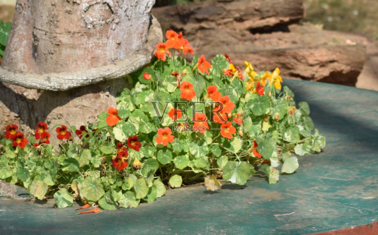 旱金莲花草照片摄影图片