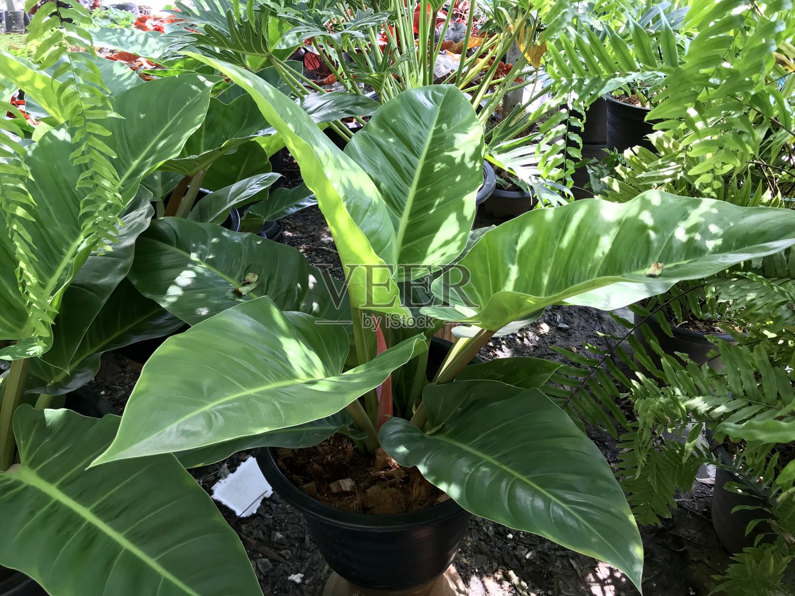 绿叶植物纹理为背景照片摄影图片