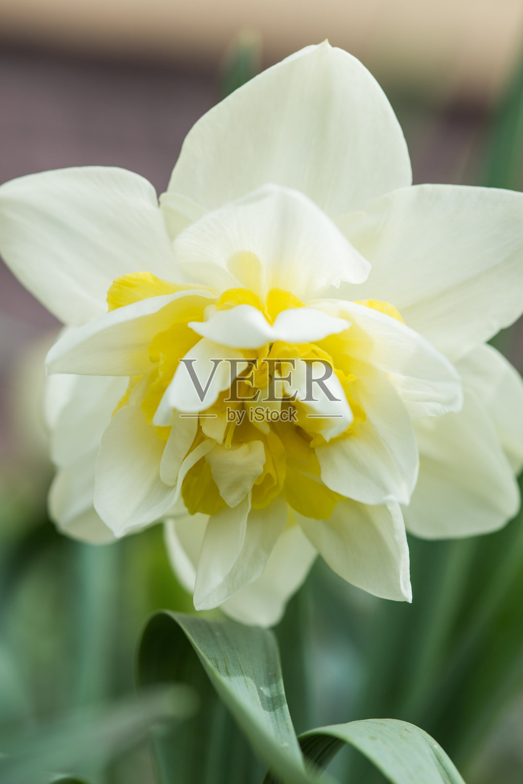 盛开的水仙水仙。花坛黄羽与模糊的散景背景。鼓舞人心的自然花卉，春天或夏天盛开的花园或公园。五彩缤纷绽放的生态自然景观照片摄影图片