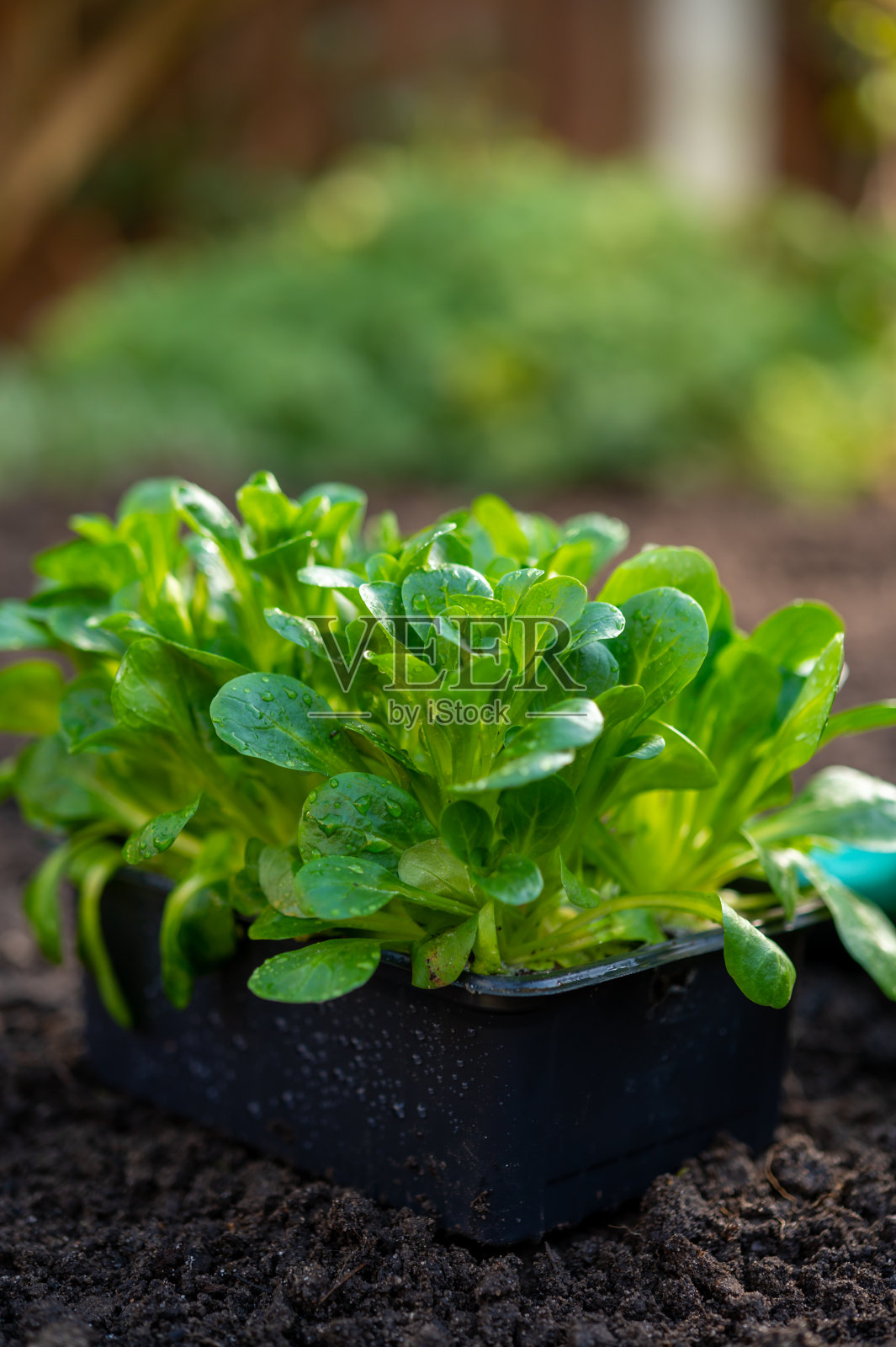 春季在有机蔬菜园里，嫩玉米沙拉或长石芽准备在外面的土壤中种植照片摄影图片