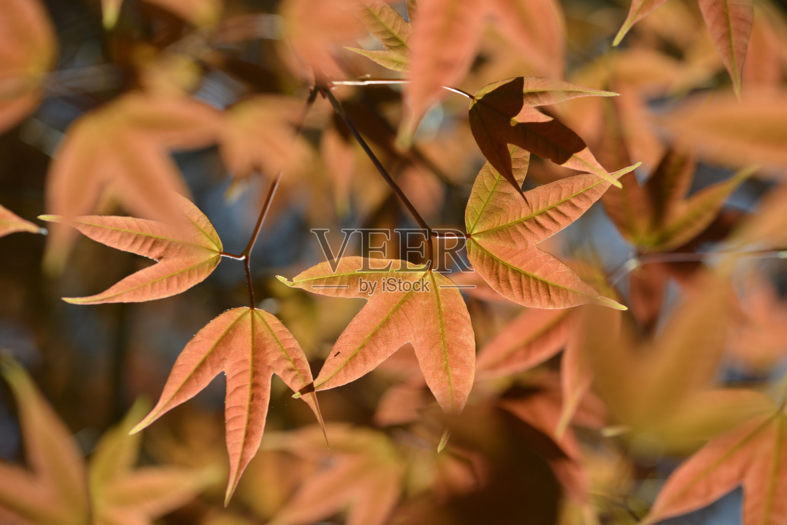 桔红枫叶照片摄影图片