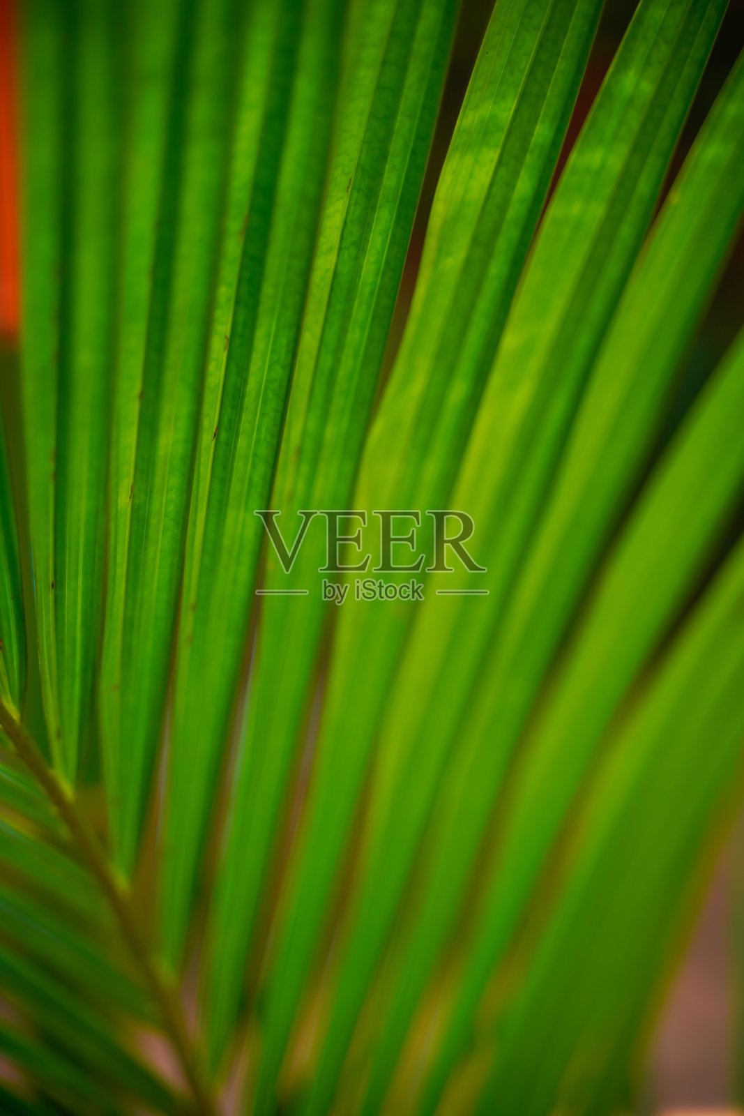 绿叶作为背景纹理照片摄影图片