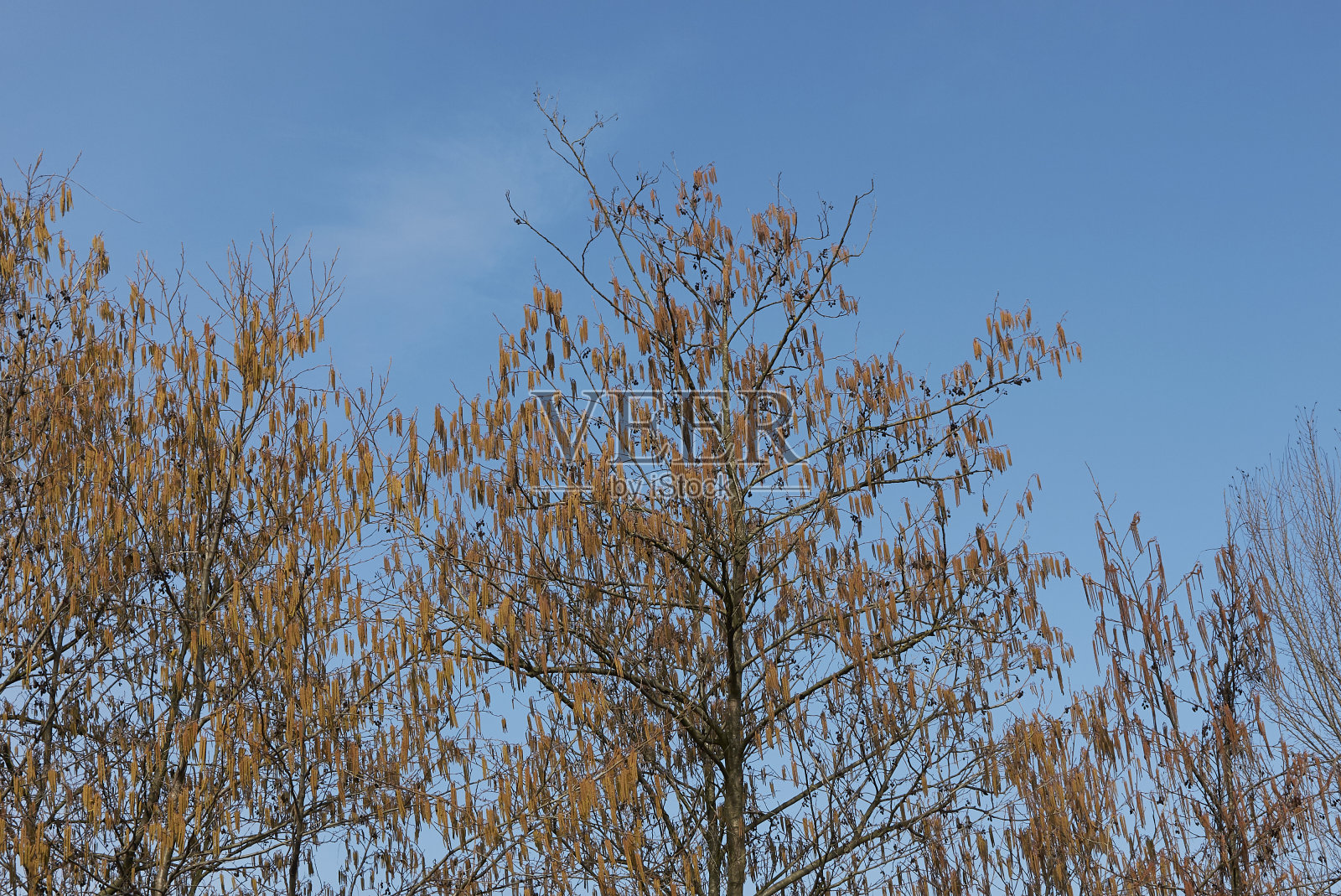 赤杨皮需照片摄影图片