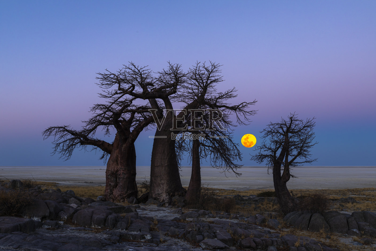 一轮满月从Kubu岛的猴面包树后升起照片摄影图片